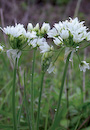 Allium Drummondii